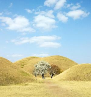 干草田中间的一棵树