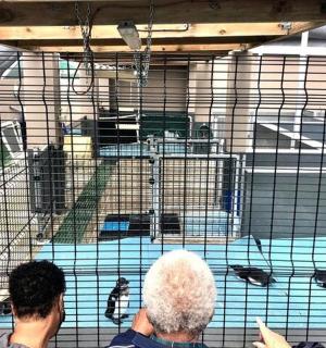 two people looking at birds in a cage