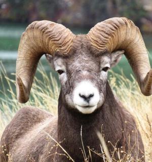 一只长着大角的公羊站在田野里