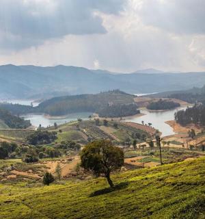 山谷里有一条河，山上有一棵树