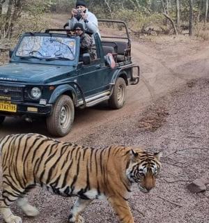 muž fotí tygra v džípu