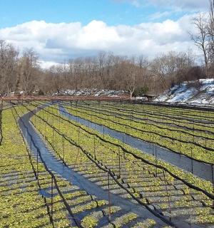velké zelené pole se sněhem na zemi
