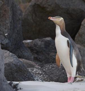 a penguin standing on the beach with rocks