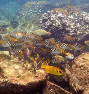 קבוצת דגים שוחים במים