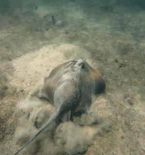 slon leži na tlu u prljavštini