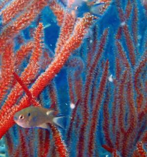 група риб, що плавають в акваріумі