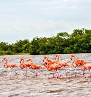 一群火烈鸟站在水中