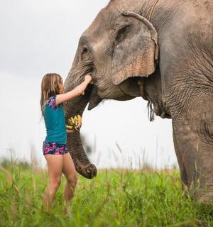 a young girl petting the trunk of an elephant