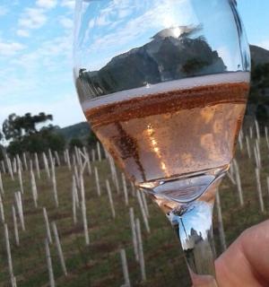 葡萄园前手捧一杯葡萄酒的人