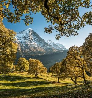 田野中树木繁茂的山景