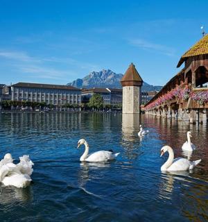 Skupina bílých labutí ve vodě poblíž mostu