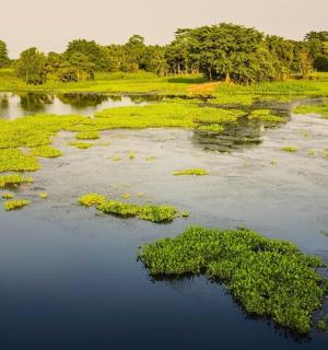 一大片有绿色植物的水体