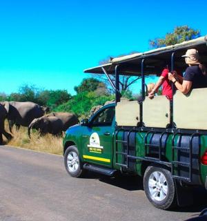 一辆绿色吉普车和一群大象一起在路上行驶