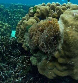 珊瑚礁的水下照片