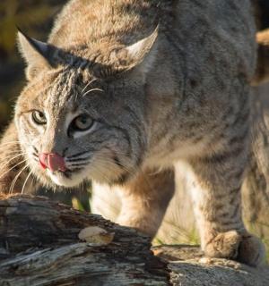 a cat standing on top of a log