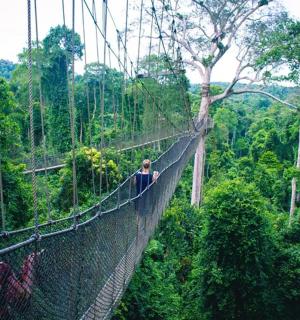 a group of people on a suspension bridge in the jungle