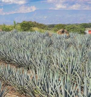 田野里长满植物穗的田野