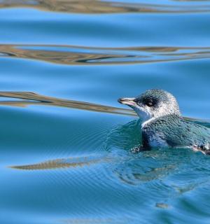 a small bird swimming in the water