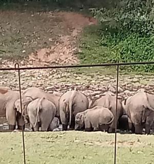 a herd of elephants standing next to a fence