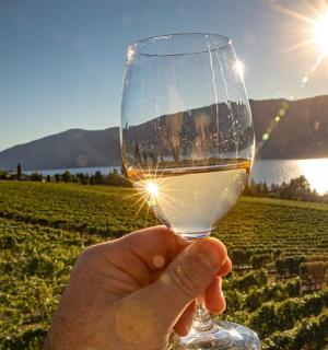 葡萄园前手捧一杯葡萄酒的人