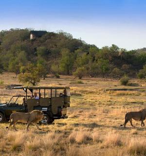 一辆军用吉普车停在田野里，旁边还有两只动物走过