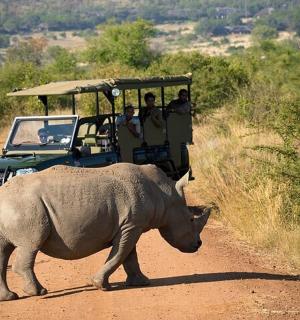 一头犀牛站在土路上的一辆车前