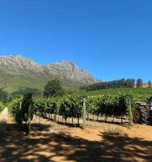 一辆蓝色拖拉机停在葡萄园里,背景是群山