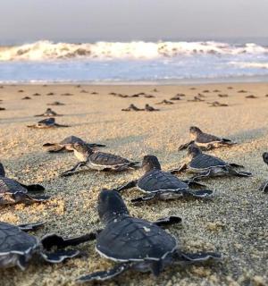一群鸟儿坐在沙滩上