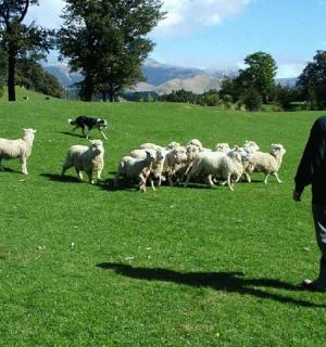 一名男子带着一条狗放牧羊群
