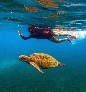 一个人在水中与乌龟一起游泳