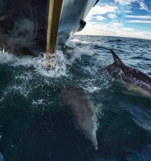 dva delfíni ve vodě vedle lodi