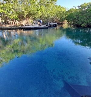 一大片有树木的水域