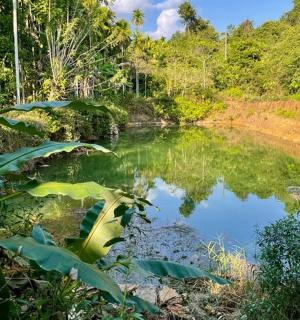 森林中的一片水域