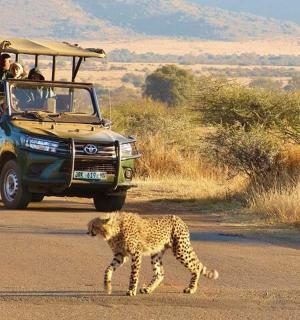 一只猎豹在车辆前穿过马路