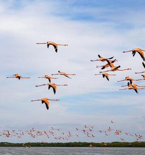 一群鸟儿在水面上飞翔