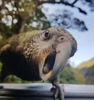 一只鸟在车顶上张开嘴