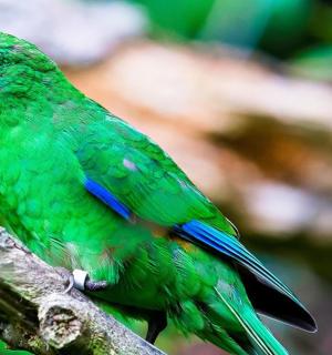 a colorful bird sitting on a tree branch