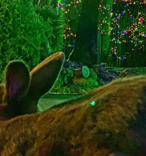 一只棕色兔子雕像的特写