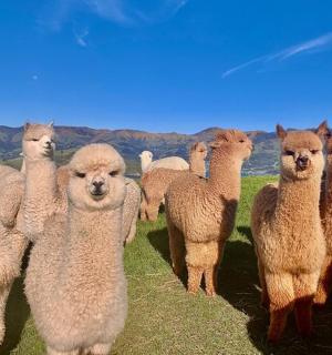 a herd of sheep standing in a field