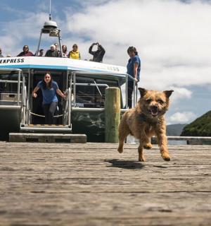 pes kráčející po molu vedle lodi