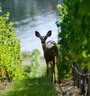一只鹿站在一排树的中间