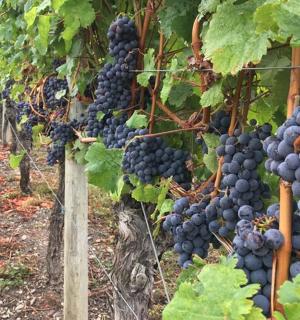 葡萄园里挂着一串红葡萄