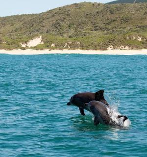 two seals playing in the water in the ocean