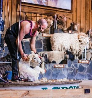 一名男子正在谷仓里抚摸一只羊