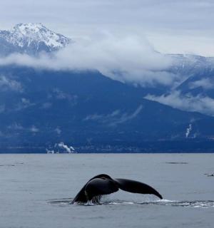 水中有一头鲸鱼,背景是群山