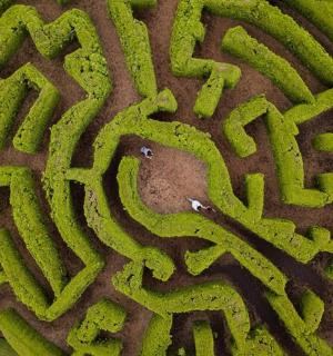 人行道上的绿色迷宫的特写