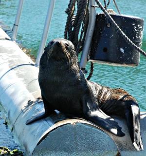 a seal sitting on the side of a boat