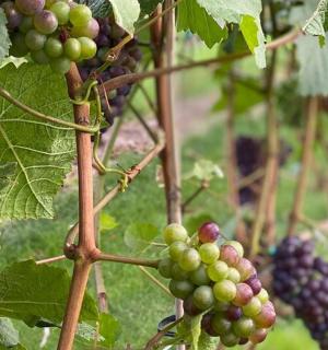 一串绿葡萄挂在树上