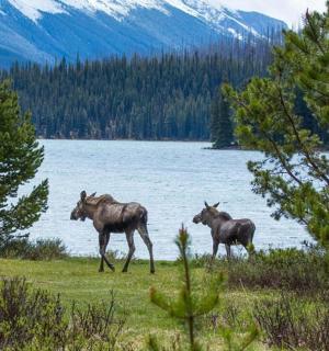 two horses walking in a field next to a body of water