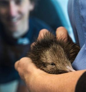 muž držící v ruce malého ježka